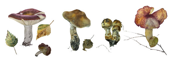 toadstool