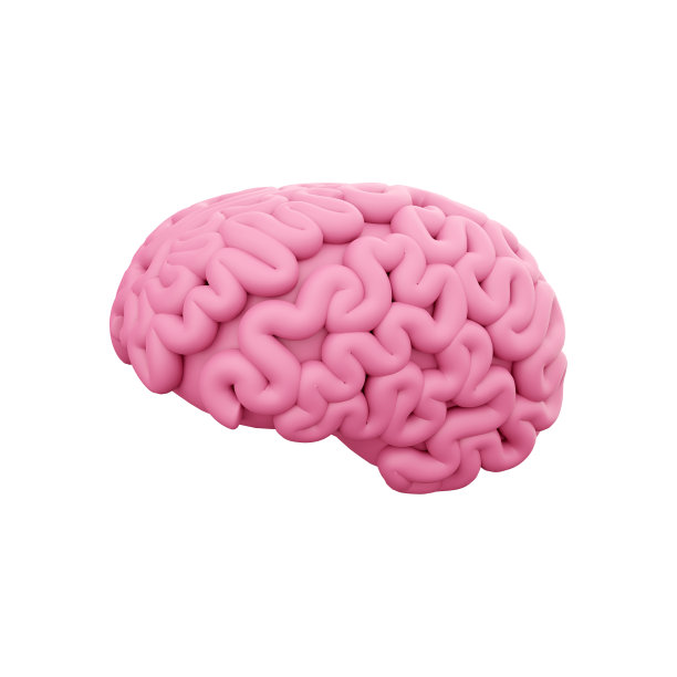 cerebrum