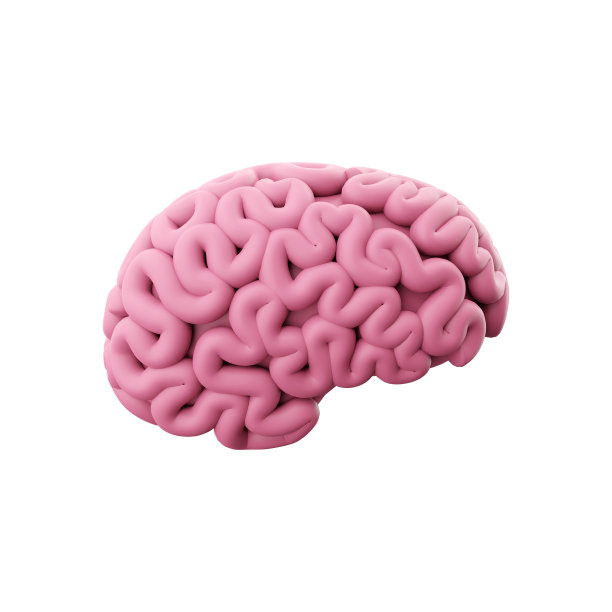 cerebrum