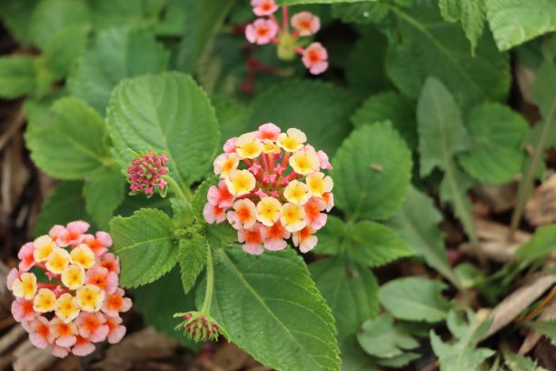 lantana