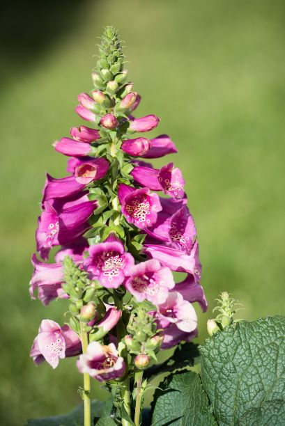 digitalis