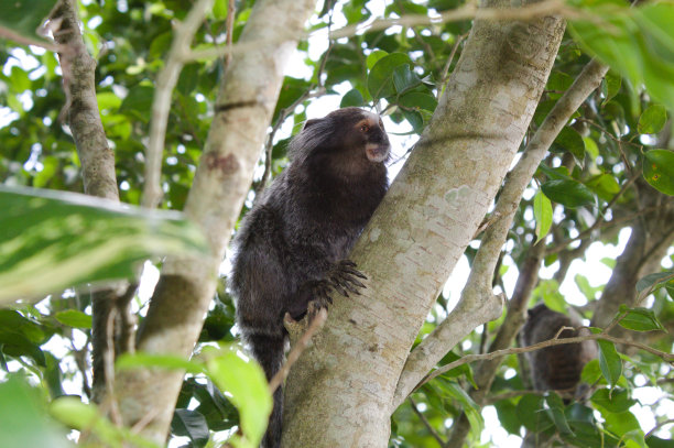 marmoset