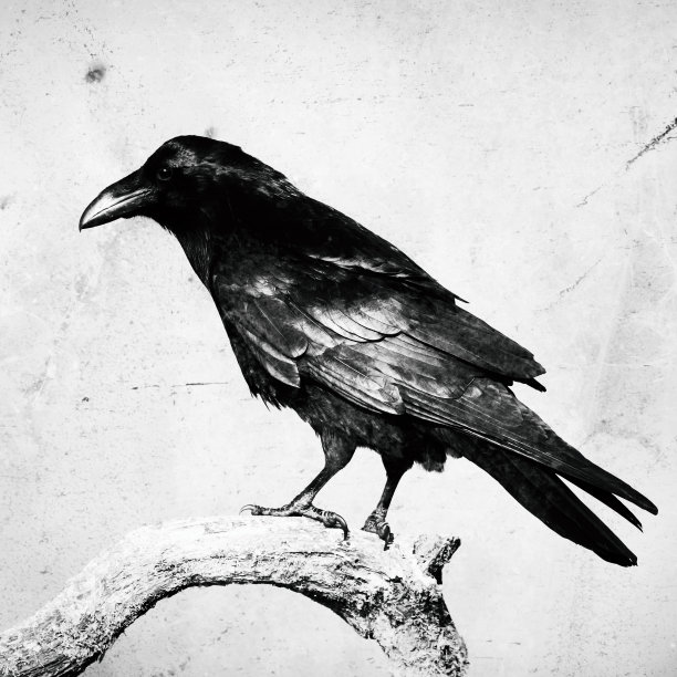 raven