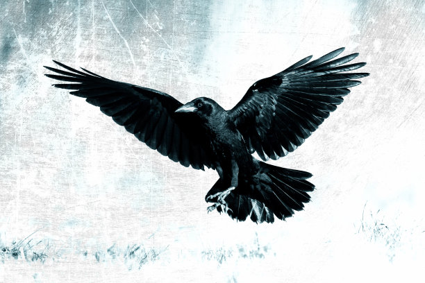 raven