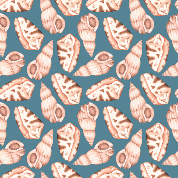 贝壳海螺创意插图