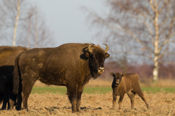 bison