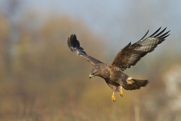 buzzard