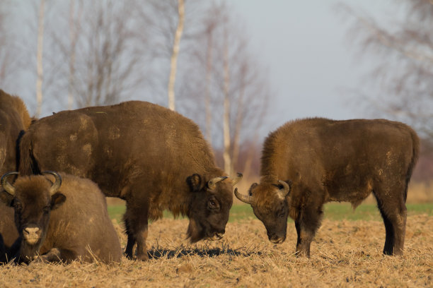 bison