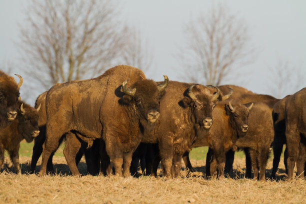 bison