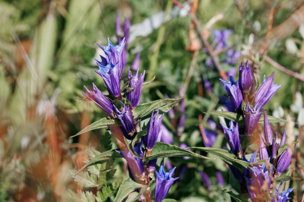 gentian