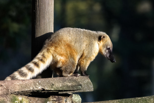coatimundi