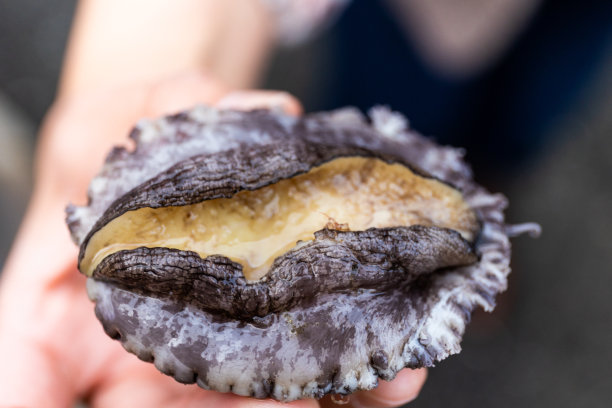 abalone