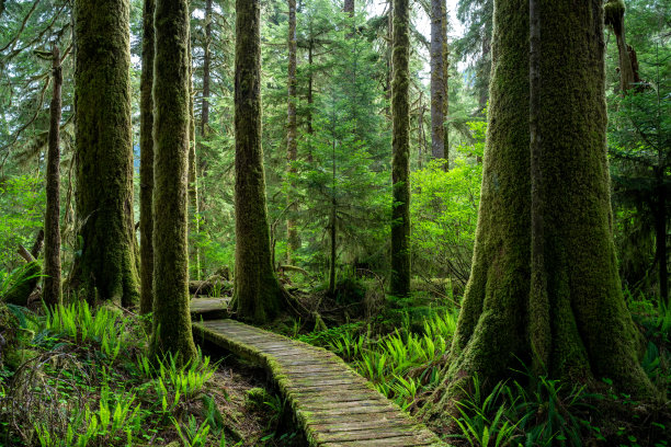 boardwalk