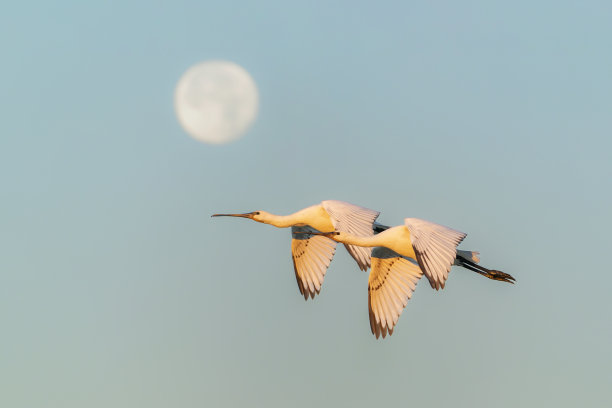 spoonbill