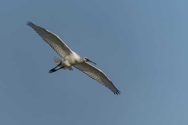 spoonbill