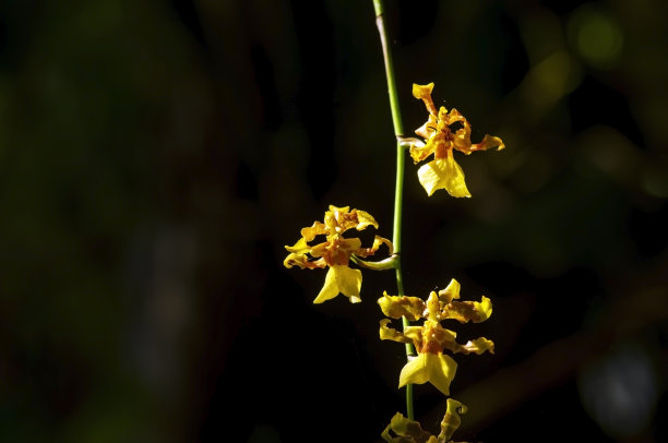cymbidium