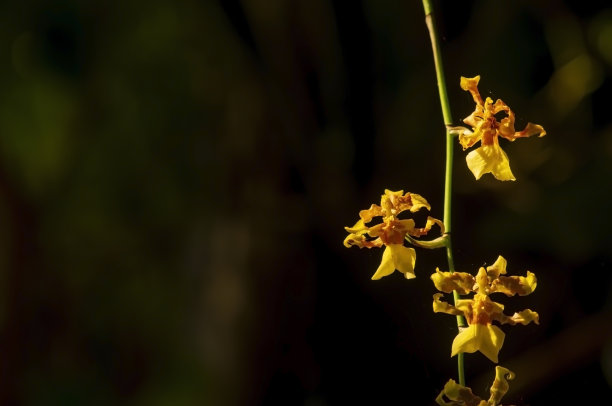 cymbidium