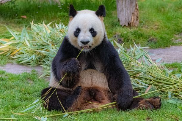 熊猫母亲