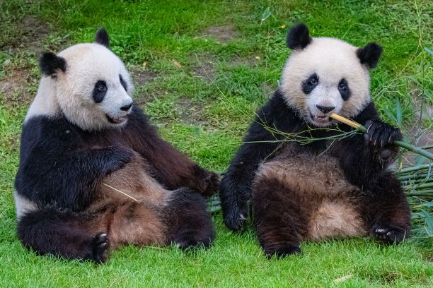大熊猫妈妈