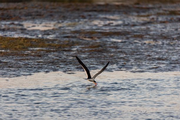 skimmer