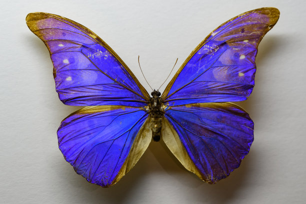 morpho