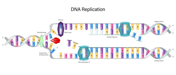 gene
