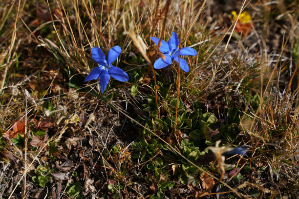 gentian