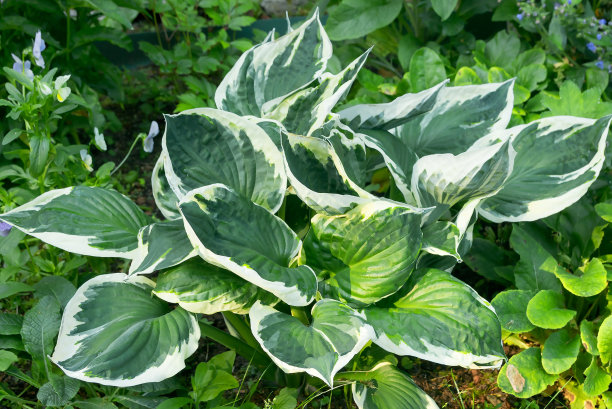 hosta