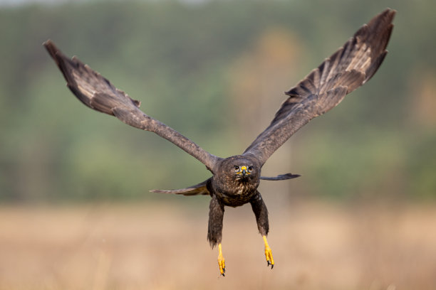 buzzard