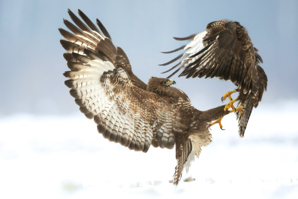 buzzard