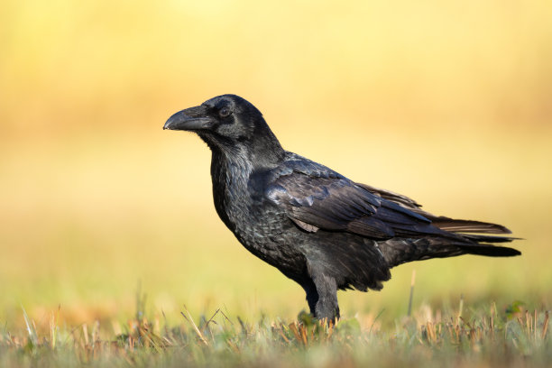 raven