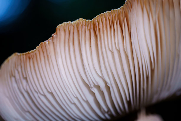 gills