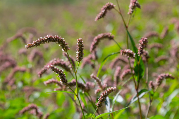 polygonum