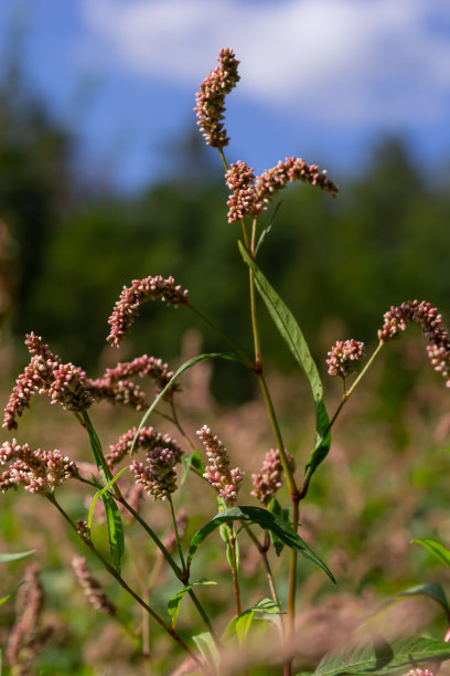 polygonum