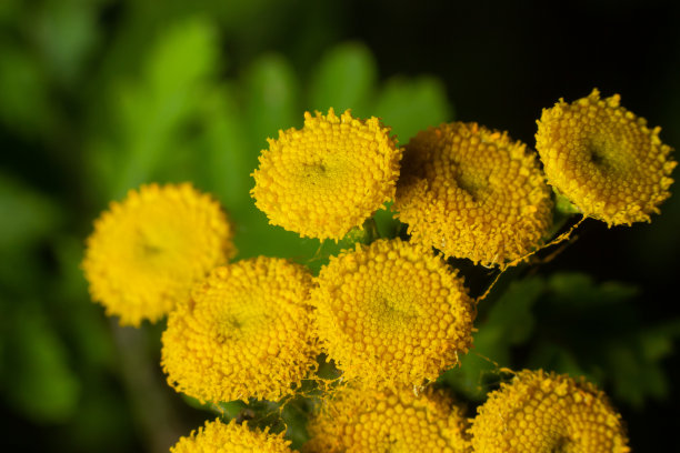 tanacetum