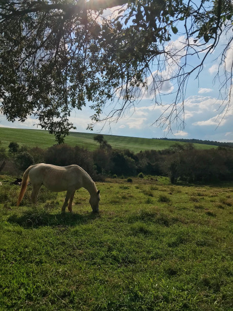 天空草原白马