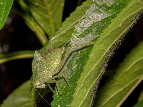 katydid