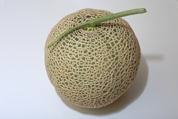 cantaloupe