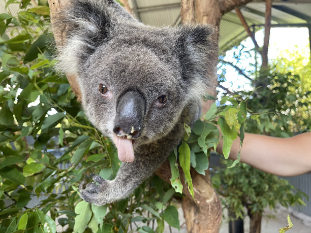 koala