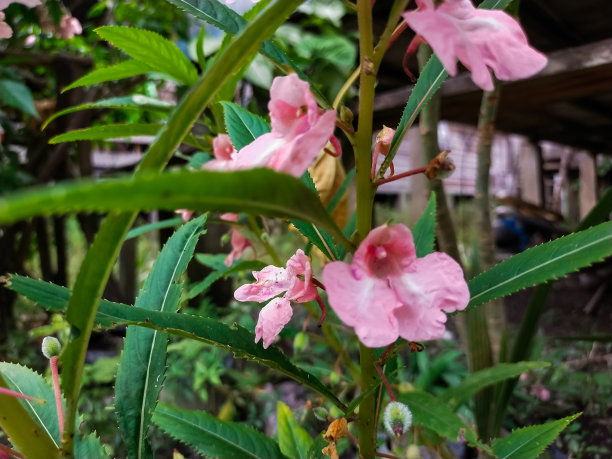 impatiens
