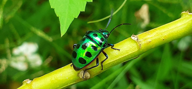 entomology