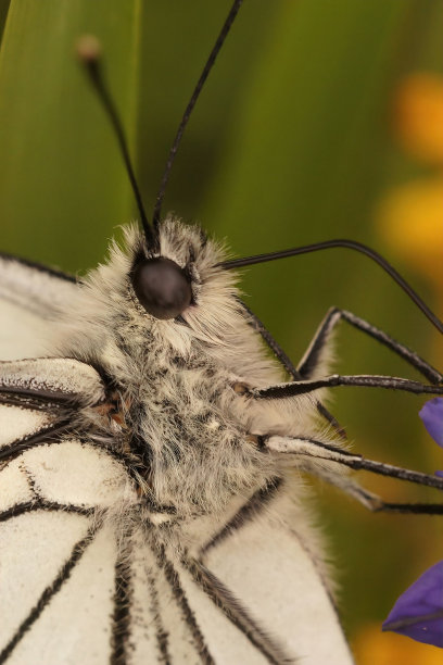 pieridae