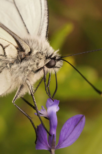 pieridae