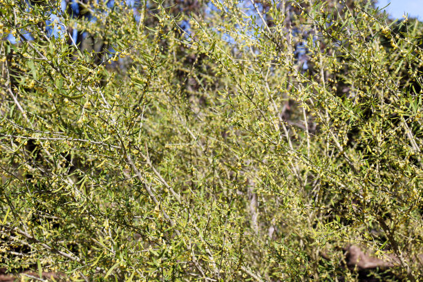 bushveld