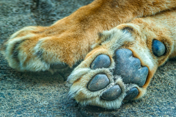 panthera