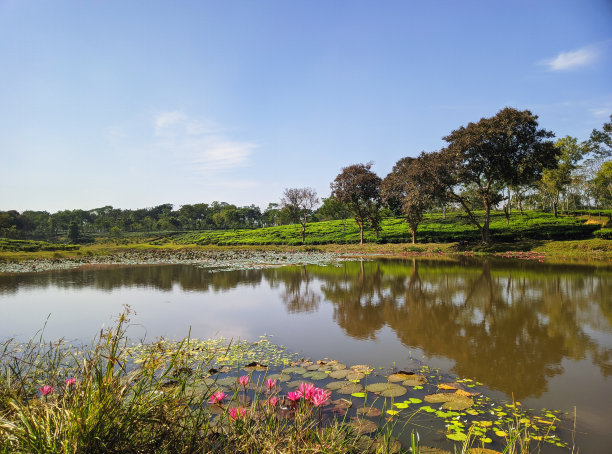 plantation