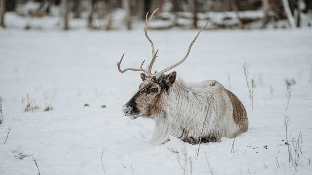 reindeer