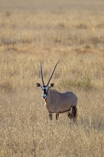 gemsbok