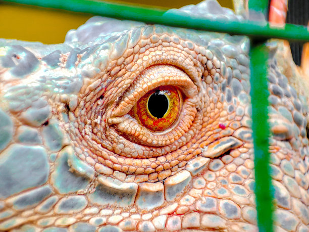 stare