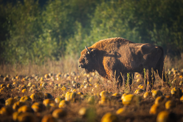 bison